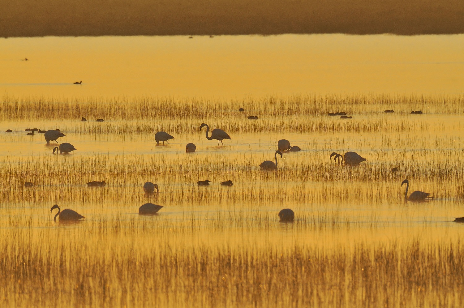 Flamencos en el Parque Nacional de Doñana