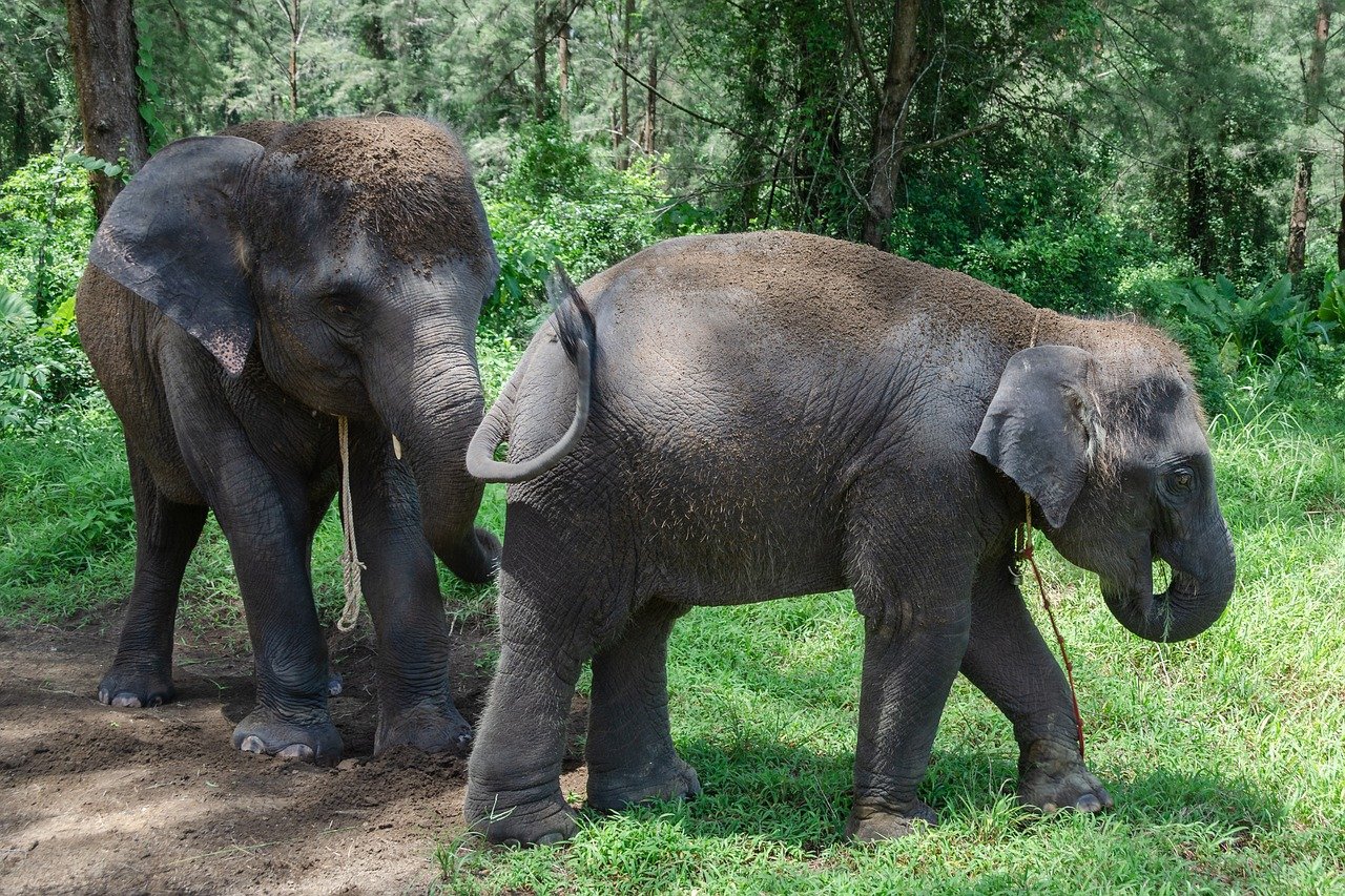 Elefanti asiatici in Nepal