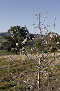 Almond_tree