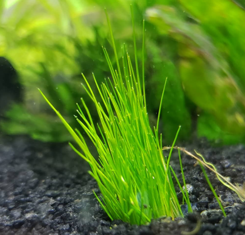 dwarf hairgrass