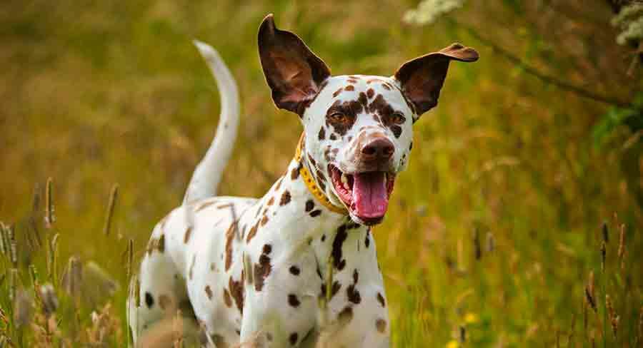 Liver Spotted Dalmatian - Everything You Need to Know
