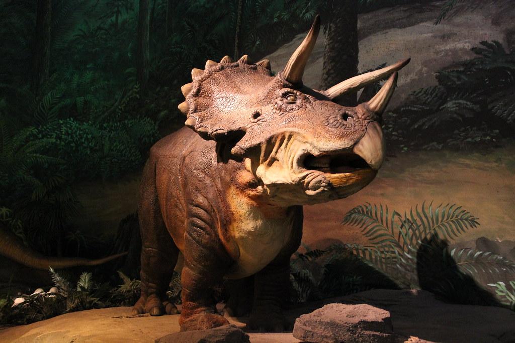 Triceratops | Photo taken at the Dinosaurs: A Journey Throug… | Flickr