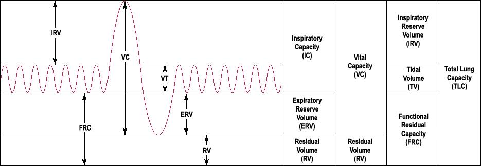 https://upload.wikimedia.org/wikipedia/commons/6/6a/LungVolume.jpg