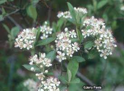 chokeberry flowers