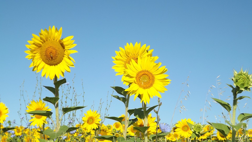 Summer, Sunflowers, Field