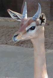 Male Gerenuk head