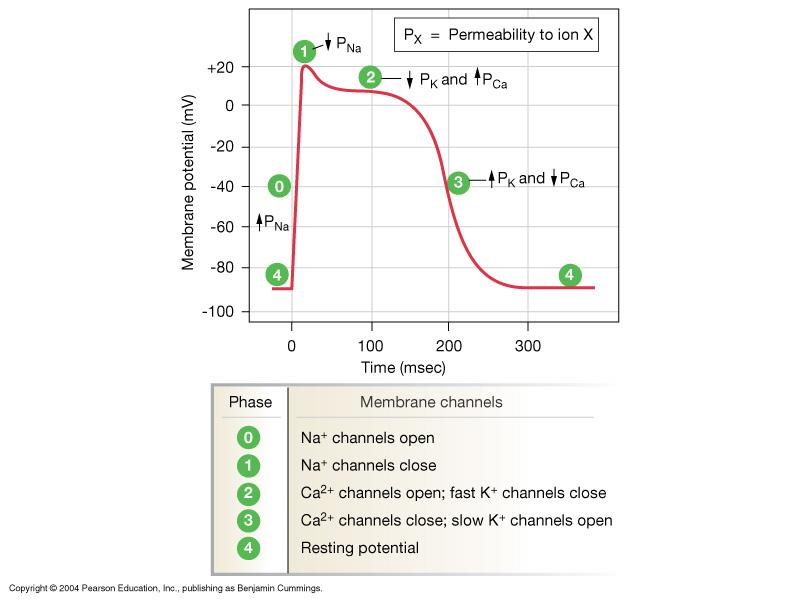 be familiar with the specific shape and course of events that occur in the action potential of a contractile cell.