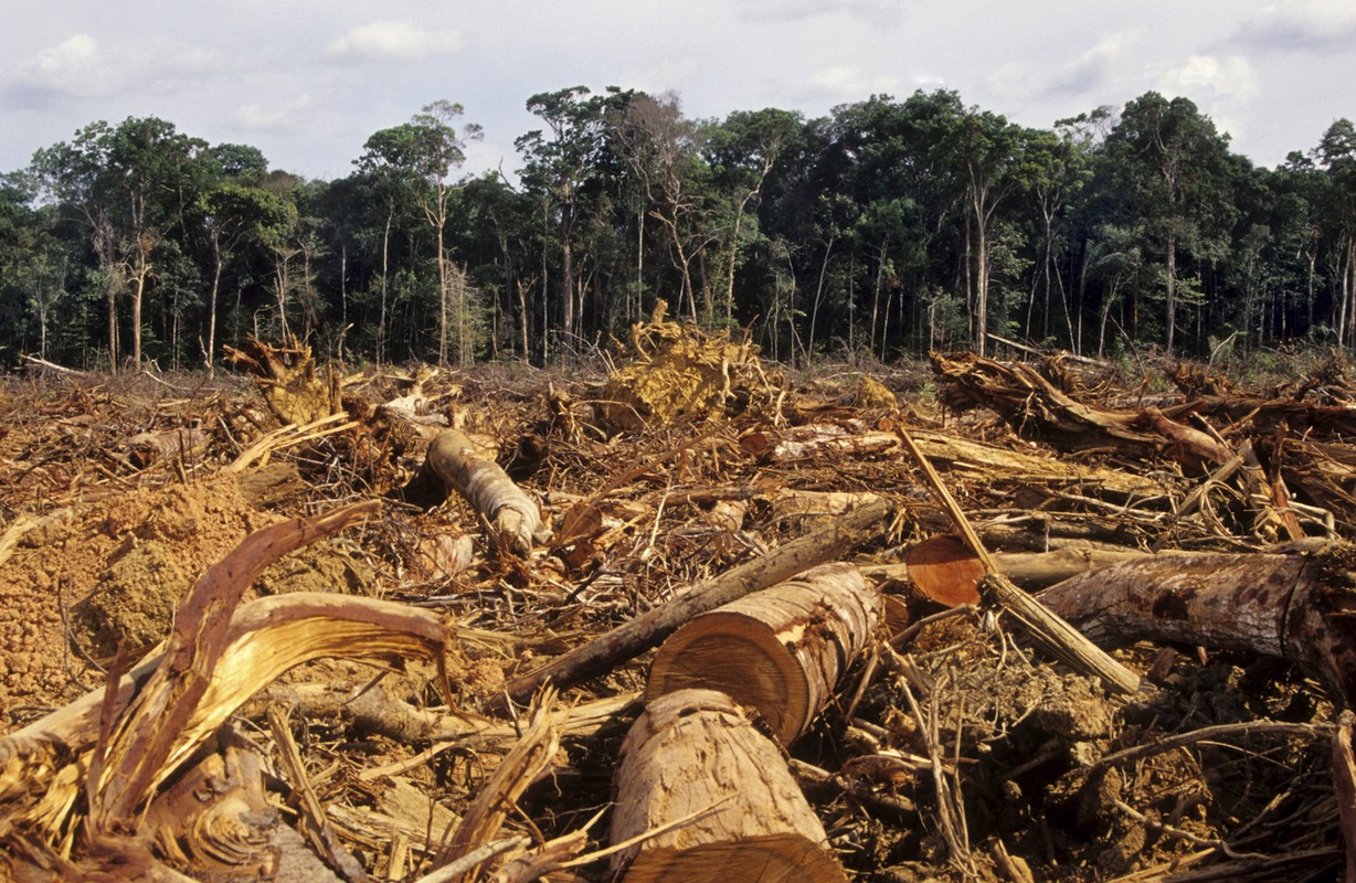 http://www.ecoosfera.com/wp-content/imagenes/Deforestation-Amazon.jpg