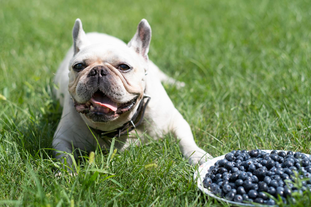 A white French Bulldog lies on a green lawn next to a plate of blueberries