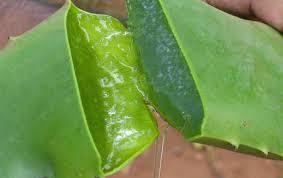 C:\Users\Mazhar Sayeed\Pictures\Aloe Vera Leave Cross section 4.jpg