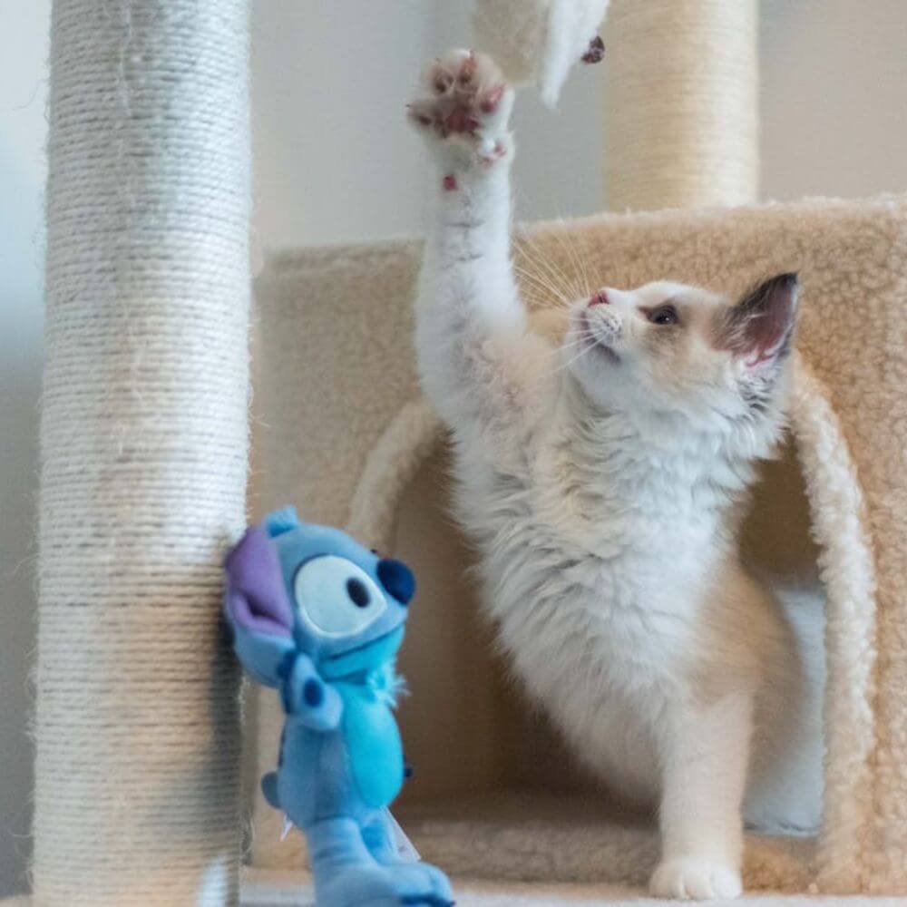 Best Cat Toys