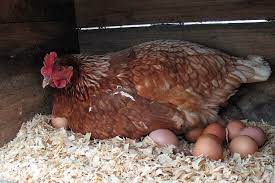Do Chickens Feel Pain When Laying Eggs?
