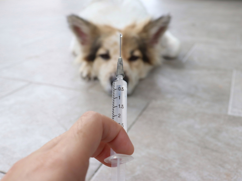 วัคซีนสุนัข-https://weluvpet.com/1