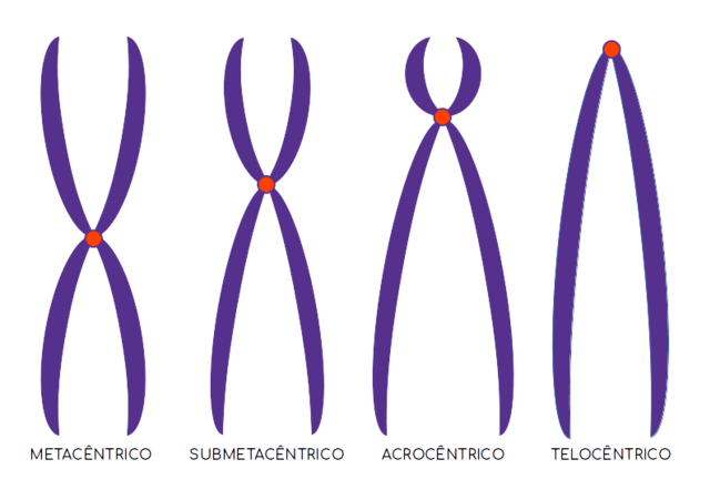 Núcleo celular - classificação dos cromossomos