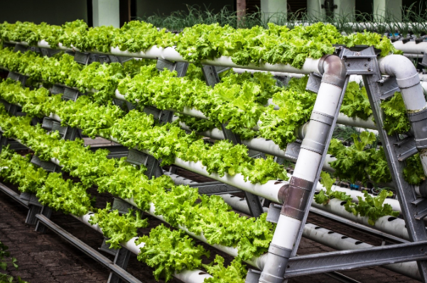 how to do vertical farming.