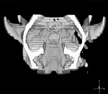Transverse post-contrast and three-dimensional CT images of a cat with squamous cell carcinoma