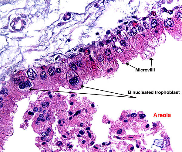 Trophoblast under the chorioallantoic membrane that overlies an areola. This shows strikingly the many binucleated trophoblastic cells