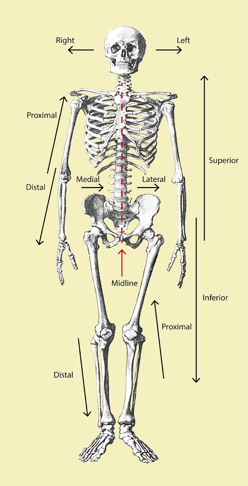 D:\BROTHER PERKES\Section 1\Anatomical Direction.jpg