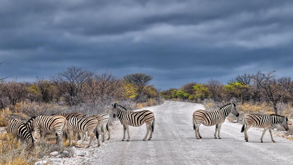 zebra on road