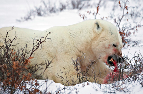 Symbiotic Relationships The Arctic