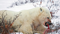 Example Of Commensalism Tundra