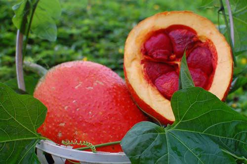 gấc có tác dụng trị mụn tốt gấc có tác dụng trị mụn tốt