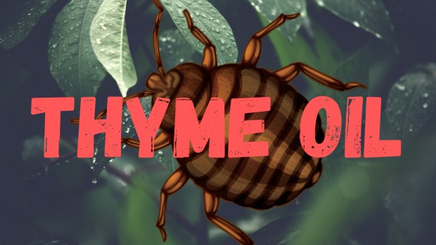 Thyme Oil for Bed Bugs