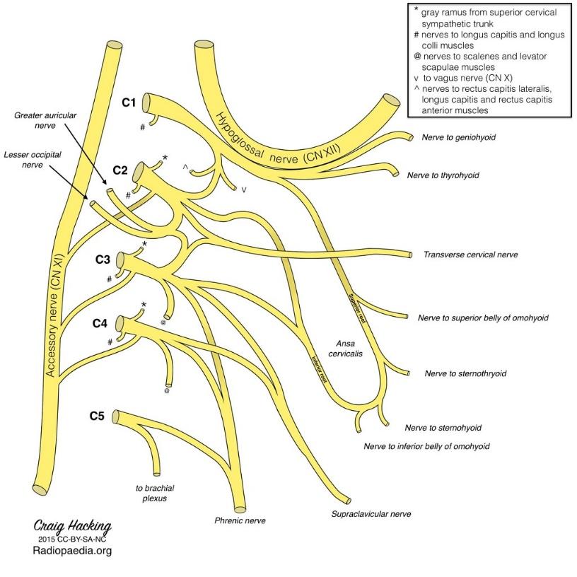Cervical plexus (diagram) | Radiology Case | Radiopaedia.org