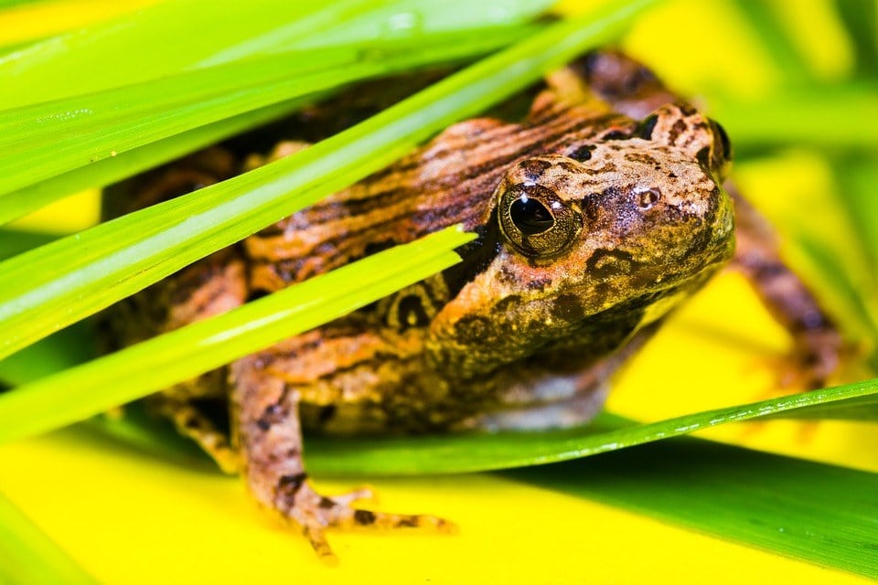 Can you keep a wild frog as a pet