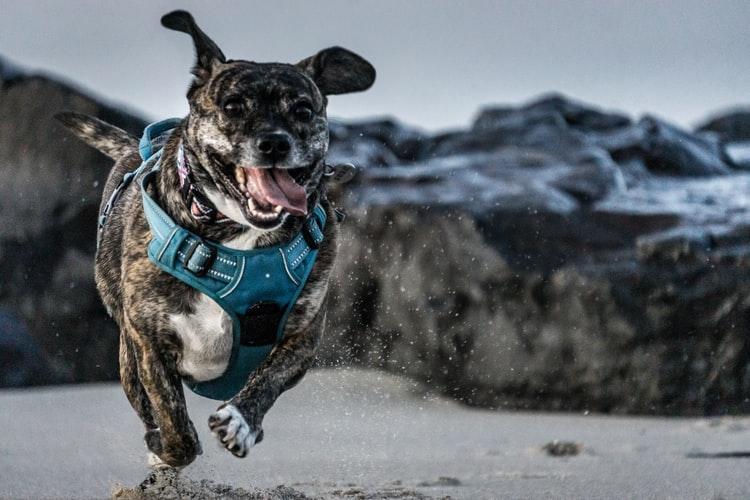 happy dog running 