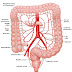 Apendicitis: anatomía, fisiopatología, clínica, y tratamiento.