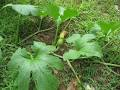 C:\Users\Mazhar Sayeed\Pictures\Pumpkin Leaves-1.png