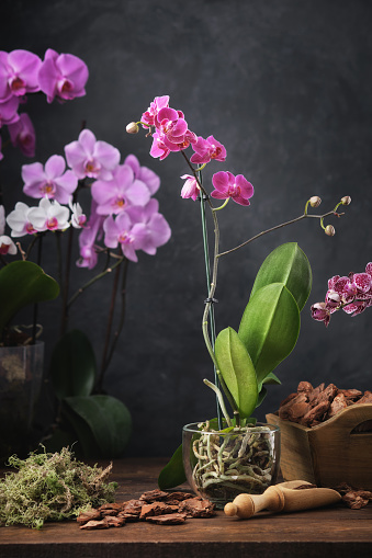 anh hoa lan dep