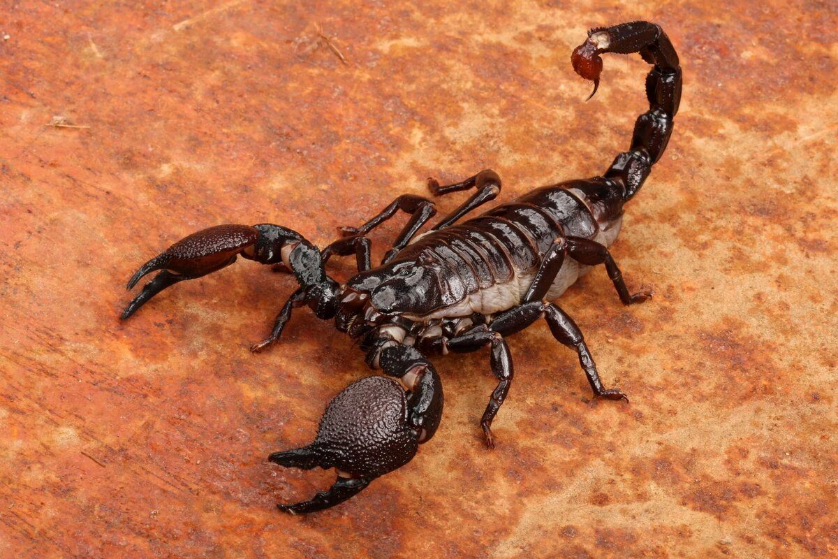 Scorpions