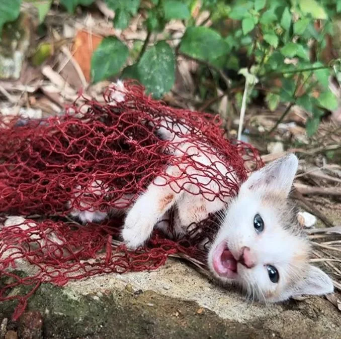 The destitute kitten was entangled in a fishing net and was meowing incessantly seeking aid, luckily found and rescued.