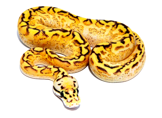 Bumblebee Freeway Ball Python