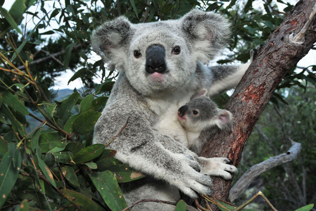 Magnetic Island