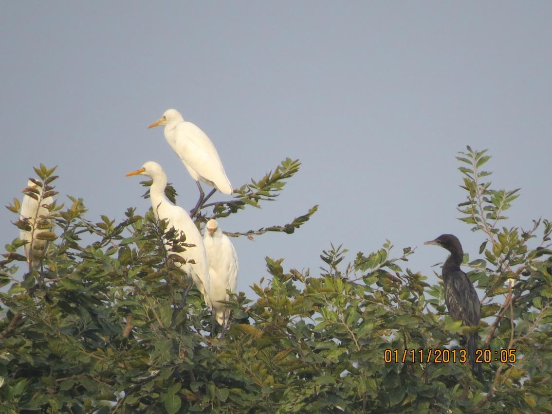 C:\Documents and Settings\bhupesh\My Documents\My Pictures\JB\ankur\canon sx50\bIRD Bird\heran\heron colony 2.JPG