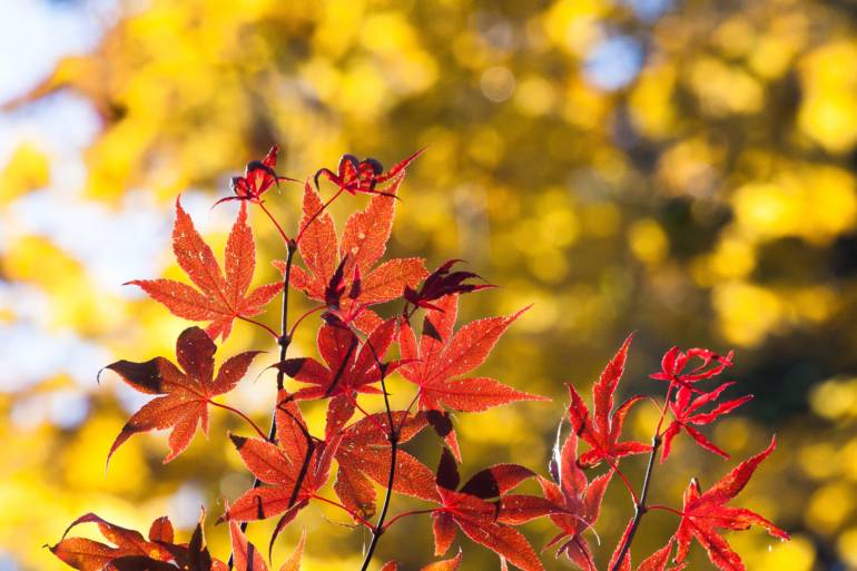 Autumn leaves in Tokyo