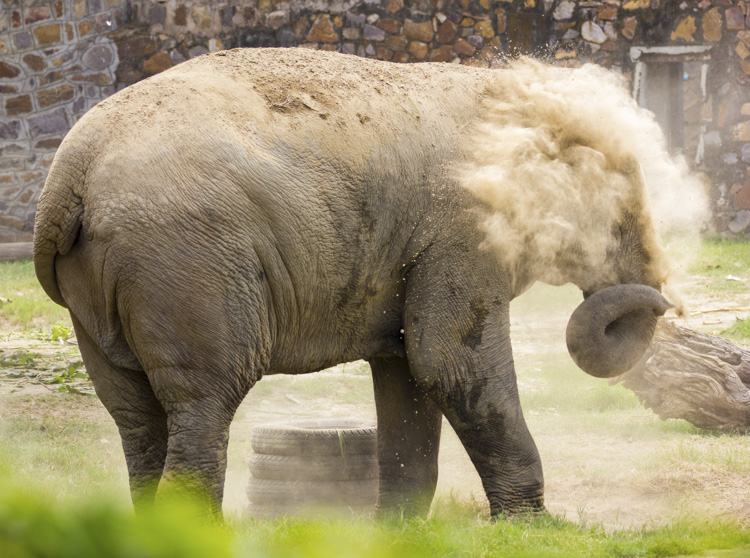 Elefante
