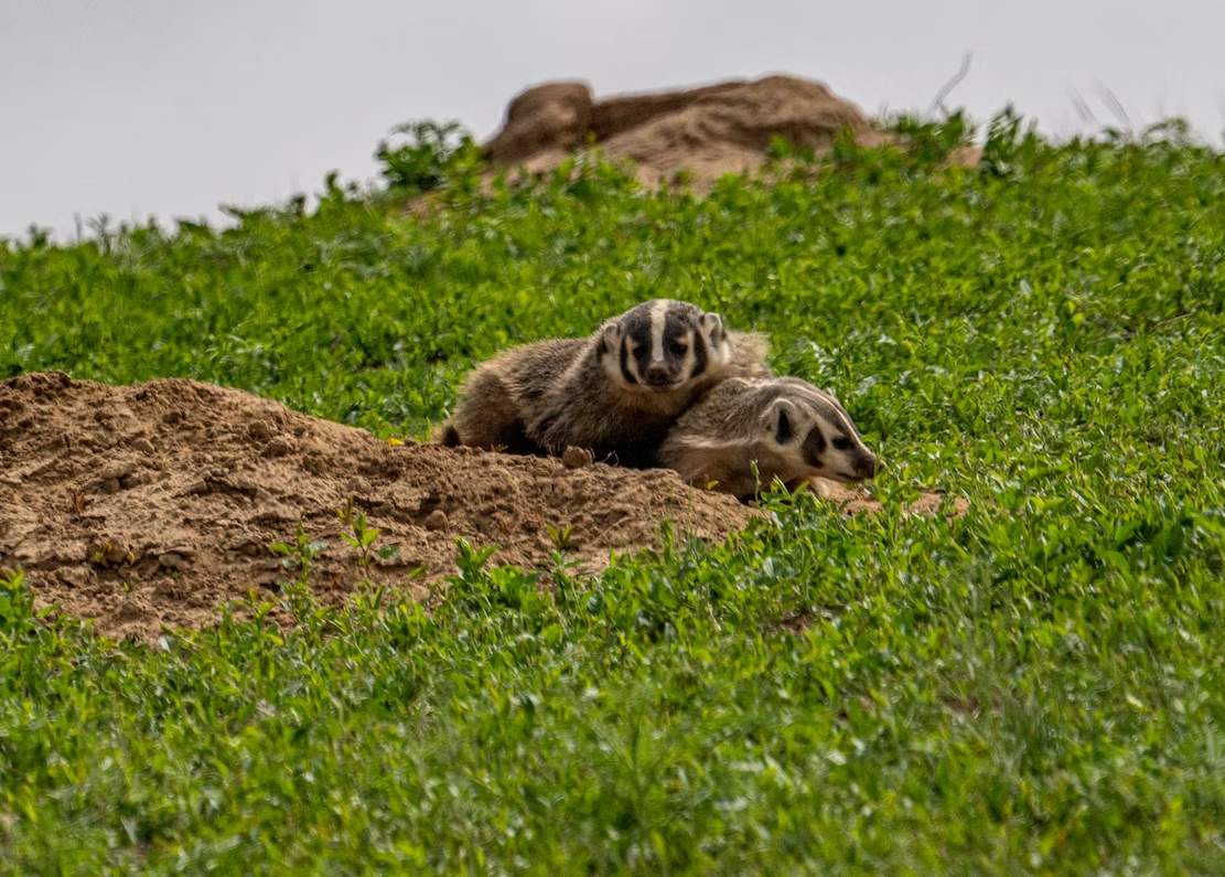 Two American badgers next to a pile of soild on the site of a hillside overgrown with greenery.
