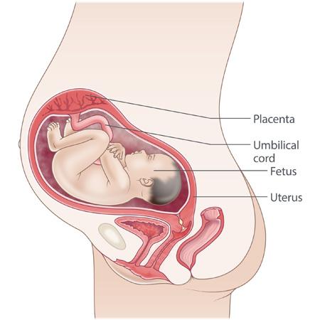 pregnancy illustration, week 30