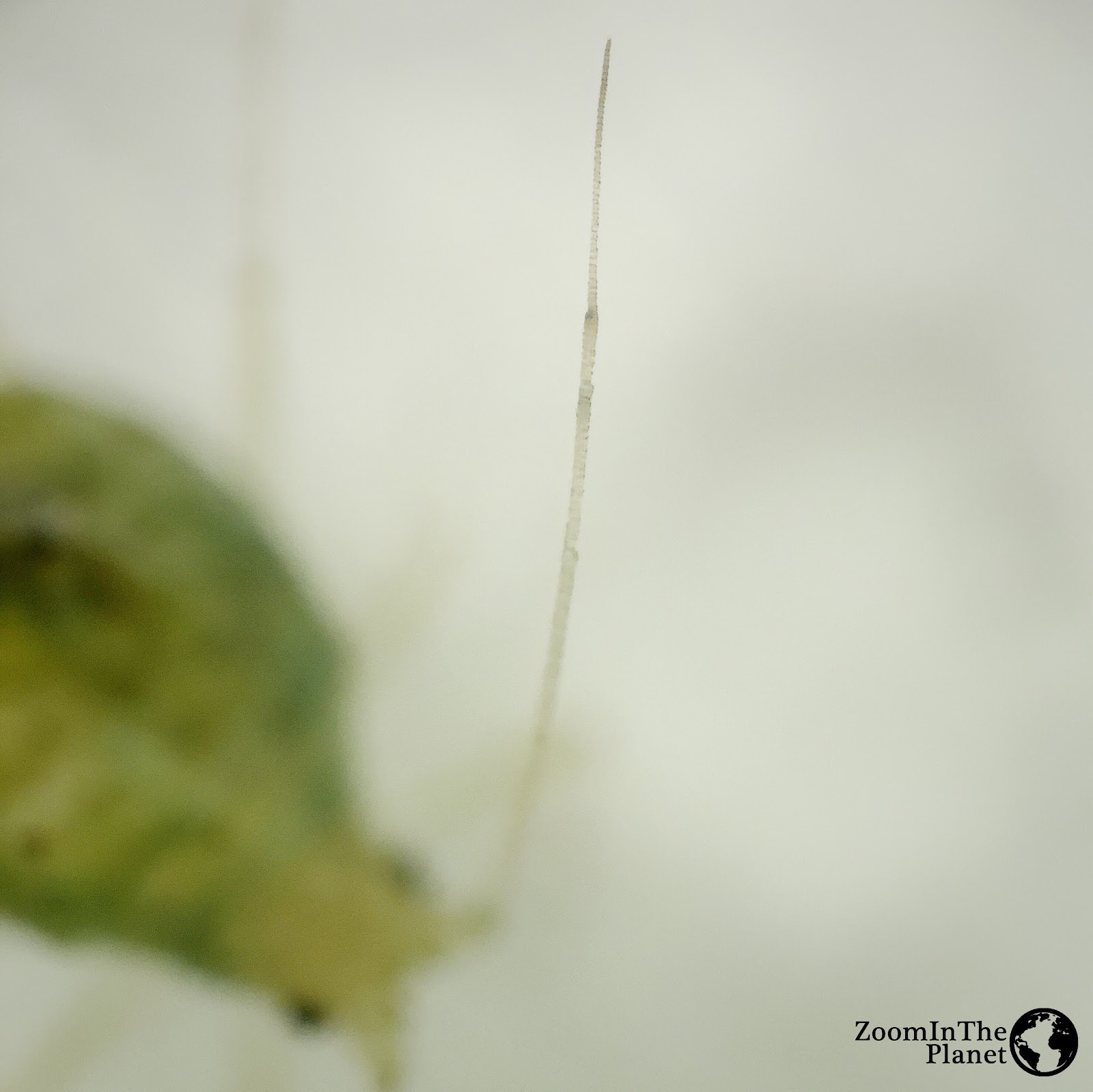 APHIDIDAE