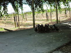 ภาพถ่าย