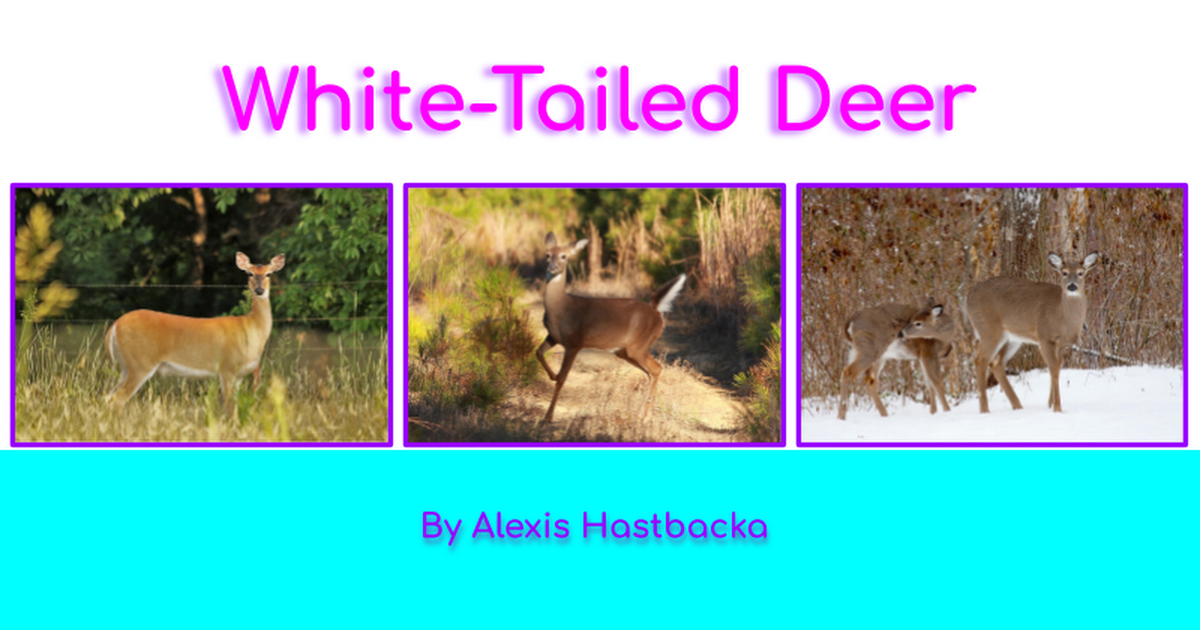 CLICK HERE-1st Grade Project- White-Tailed Deer