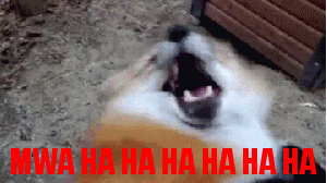 dog hysterically laughing