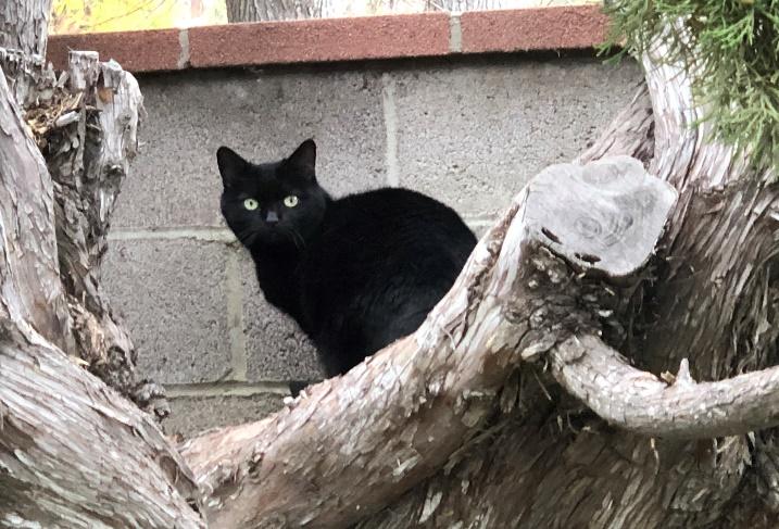 A black cat sitting on a tree branch

Description automatically generated with medium confidence