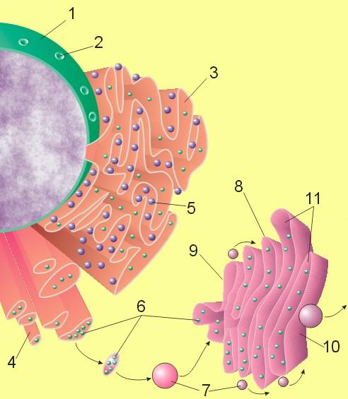 Fichier: Nucleus ER golgi.jpg