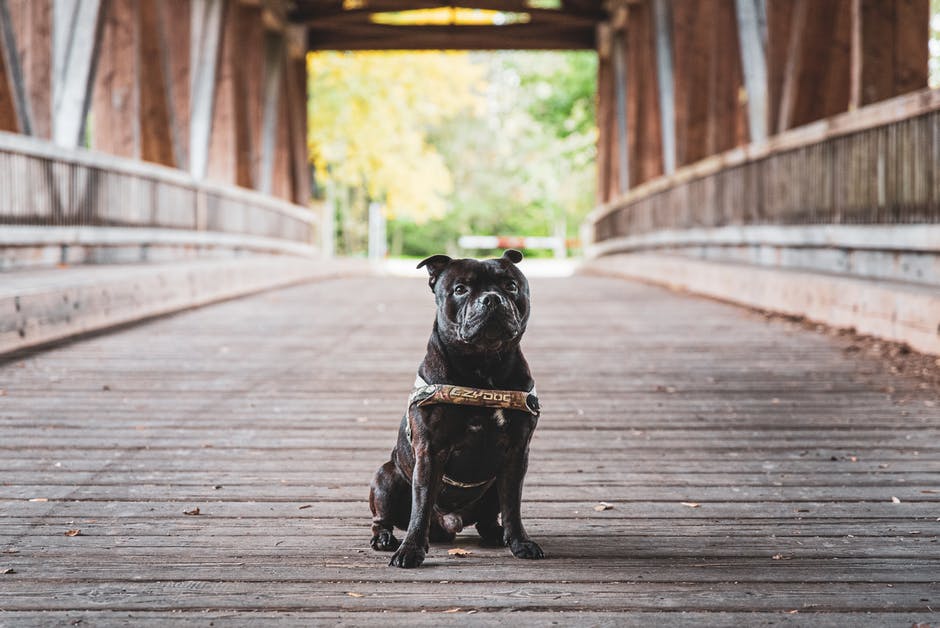 Photo Of Black Dog Sitting On Wooden Bridge