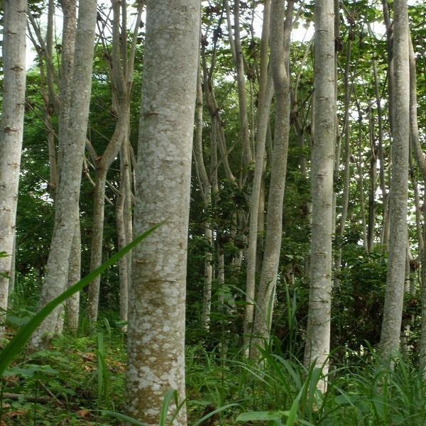 Balsa_Wood_Trees.jpg